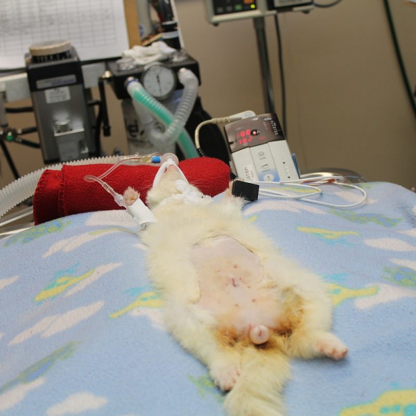 La anestesia de nuestra mascota? Hemos de tener miedo?. Mariposa Veterinary Wellness