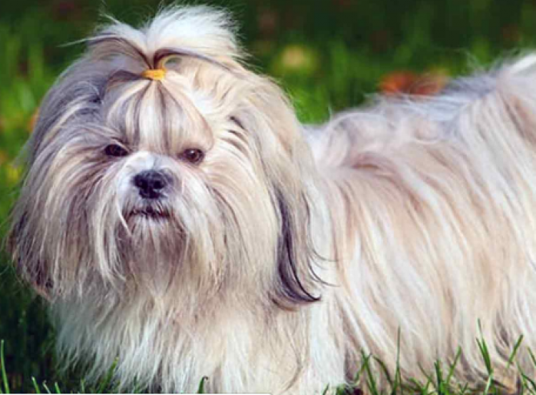 Shih Tzu.