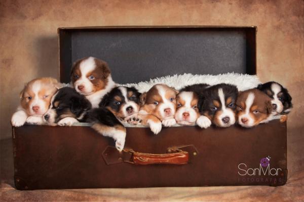 Pastor Australiano. camada Marlon y Arena  Pastor Australiano. camada Marlon y Arena