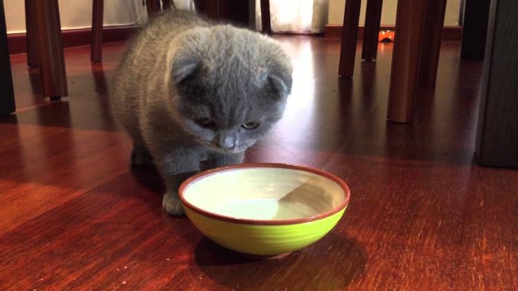 PETSmania - Investigadores revelan por qué los gatos mueven el recipiente de agua antes de beberla.