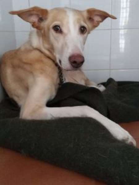 Perro mestizo. Yuma.