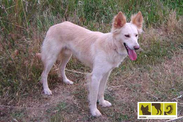 Associação de Criadores do Cão do Barrocal Algarvio (ACCBA) - Barrocal Algarvio. 