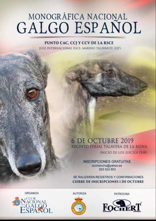 CLUB NACIONAL DEL GALGO ESPAÑOL - Belleza. CONCURSO MONOGRÁFICO DEL GALGO ESPAÑOL (Toledo   España)