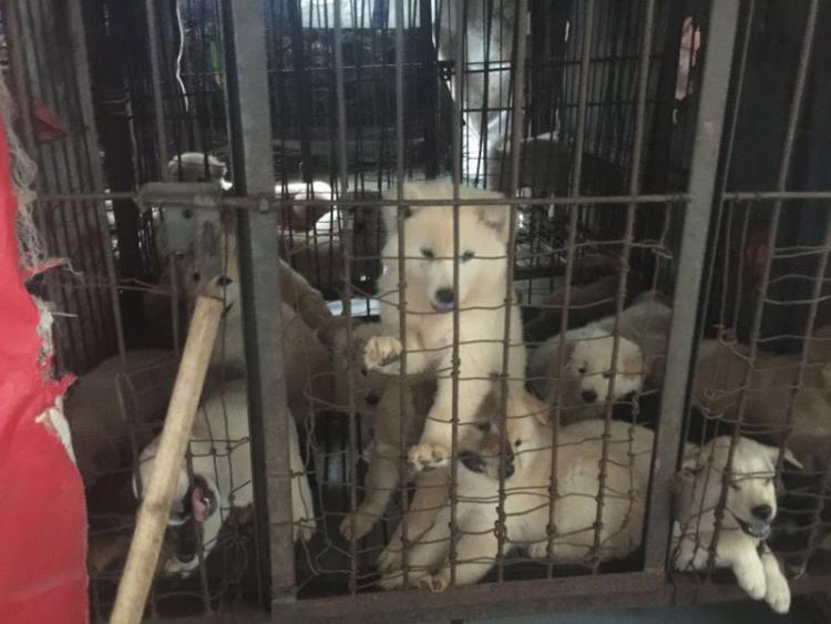 La Humane Society rescata a 34 animales que iba a ser sacrificados para cubrir la demanda de carne del festival de Yulin.