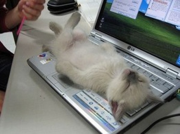 Cuidados del Gatito. 