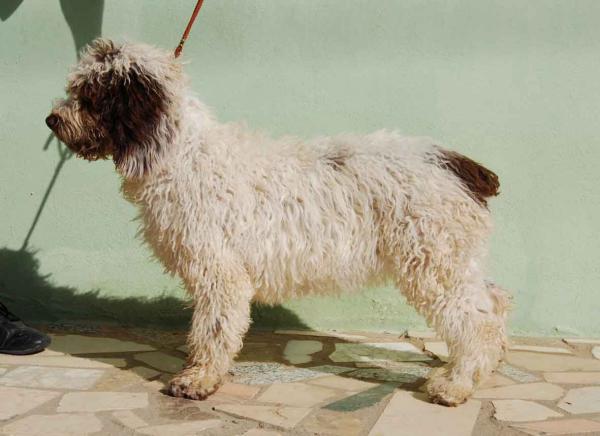 Perro de Agua Español. California de los Montes de Algar