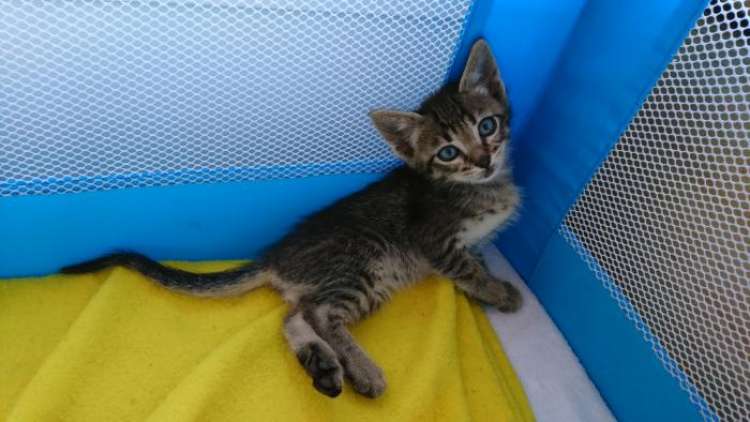 Gato mestizo. Robin 2. Gato mestizo. Robin 2.