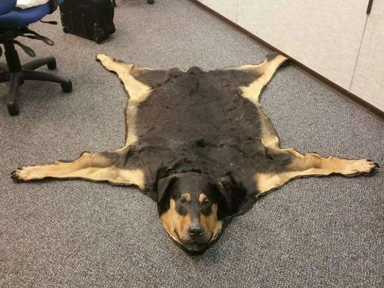 Source  Twitter  _katiegold_xo