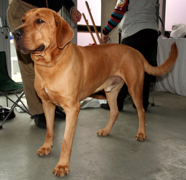 PETSmania - Broholmer. Pleple2000