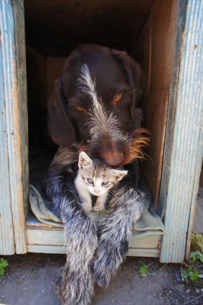 Perro cachorro y gato Perro cachorro y gato