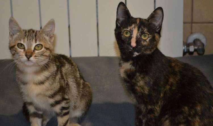 Gato mestizo. Alina Y Pinki. Gato en adopcion que busca casa. Gato mestizo. Alina Y Pinki. Gato en adopcion que busca casa.