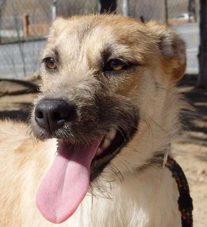 Tilda. Perro en adopcion que busca casa.
