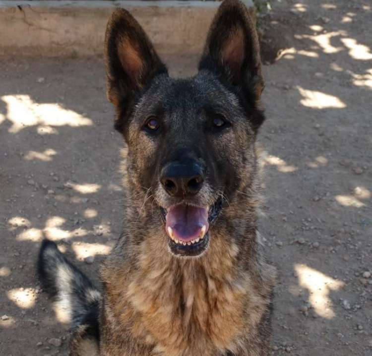 MalÚ. Perro en adopcion que busca casa. MalÚ. Perro en adopcion que busca casa.