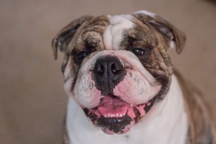 PETSmania - Bulldog Inglés.