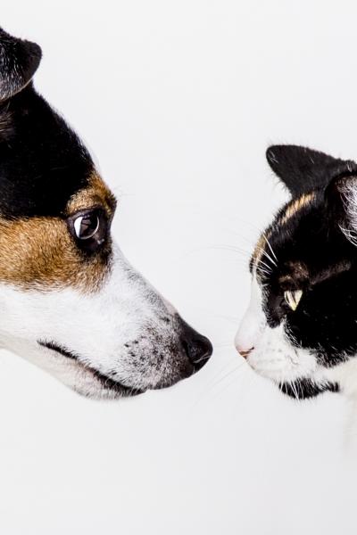 Perro y gato Perro y gato