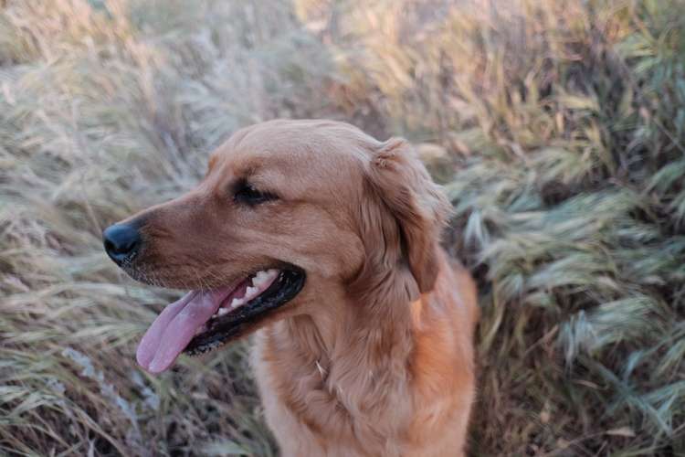 PETSmania - Los perros fueron retirados la semana pasada por el refugio para perros del condado de Athens.