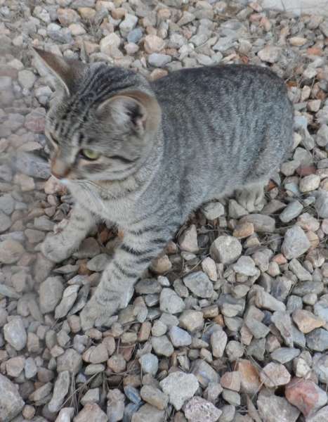 Gato Negro Y Gris. Gato Negro Y Gris.