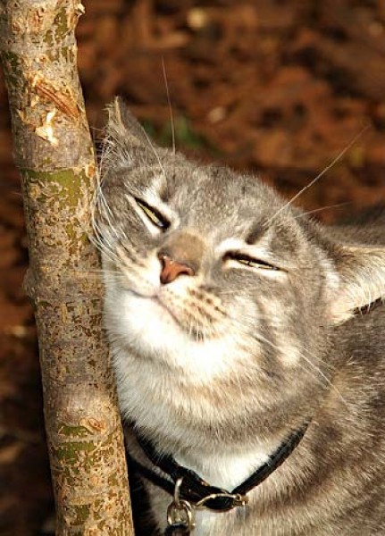 El gato: ¿Ese perro bajito? Diferencias entre gatos y perros.