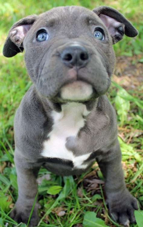 Cachorro de Pitbull azul.