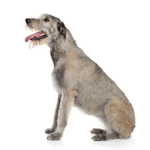 Como es la raza de perro Wolfhound Irish Wolfhound Irish Wolfhound. Conociendo la Raza. 