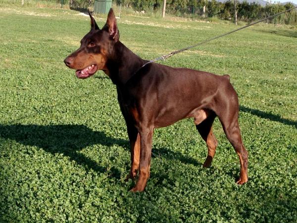 Bobby de Covalta Bobby de Covalta