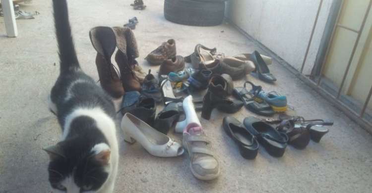 PETSmania - Dos gatos callejeros le dejan zapatos en forma de agradecimiento.