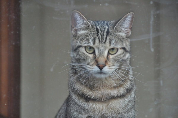 PETSmania - Pixie Bob. por Putneypics