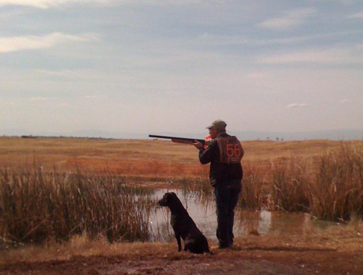 PETSmania - Labrador Retriever durante la caza