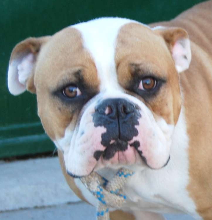 Bulldog Inglés. Cony.