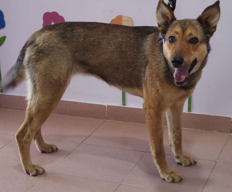 Perro mestizo. Runha. Perro mestizo. Runha.