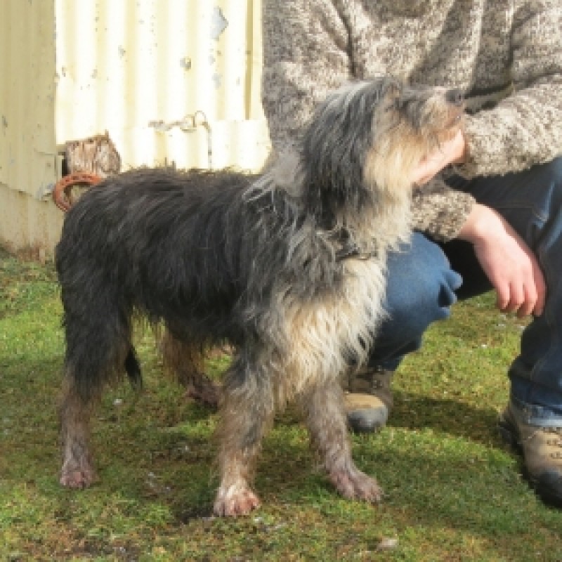 Ovejero Magallánico - KCC