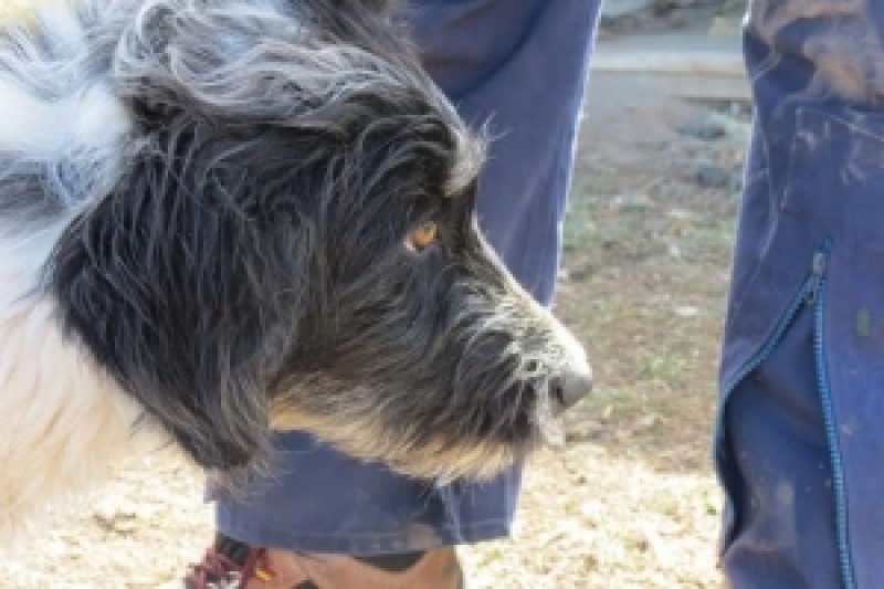 Ovejero Magallánico - KCC Ovejero Magallánico - KCC