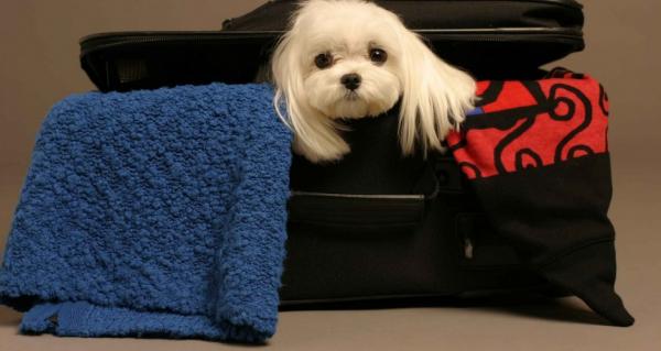 !Vacaciones! Guía para viajar con tu mascota