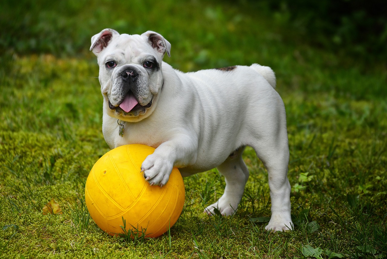 Bulldog Inglés con pelota