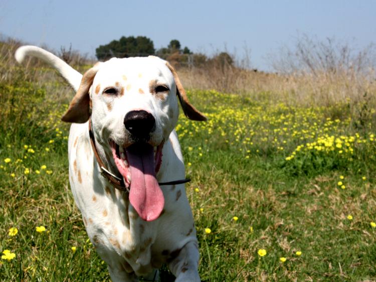 PETSmania - Dálmata.