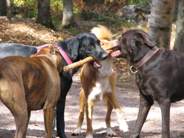 Perros jugando con un palo Perros jugando con un palo