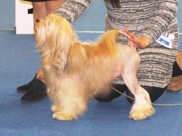 PETSmania - Pequeño Perro León. Tomacnha