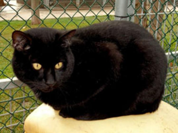 Gato mestizo. Pilot.