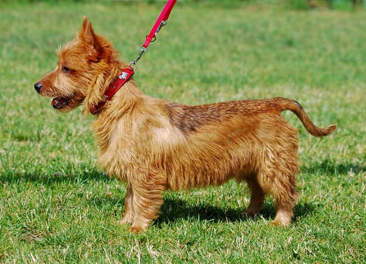 AUSTRALIAN TERRIER (FOTO WIKIPEDIA) AUSTRALIAN TERRIER (FOTO WIKIPEDIA)