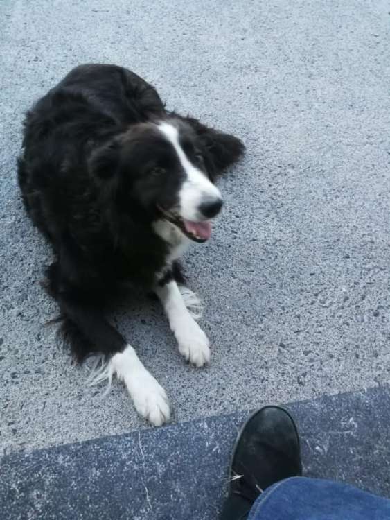 Border Collie. Border Collie Y Mestiza.