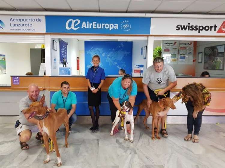 Trabajadores de AirEuropa y Groundforce son voluntarios en el trasporte aéreo de animales. sin hogar