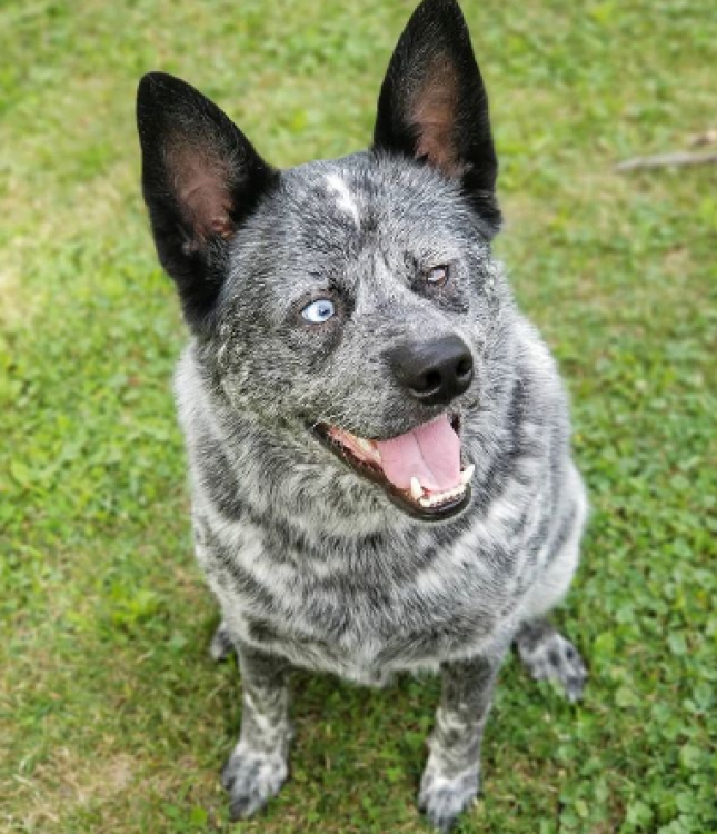 PETSmania - Boyero Australiano. Foto Instagram Mooseboy16