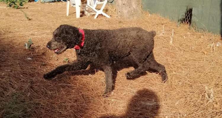 Perro de Agua Español. Samba.