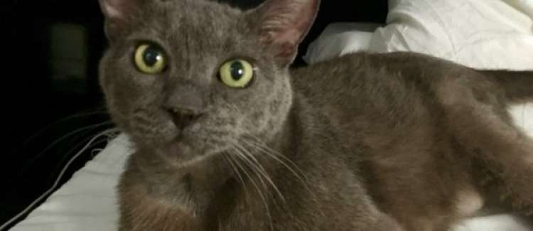 Gato mestizo. Rovell?. Gato mestizo. Rovell?.