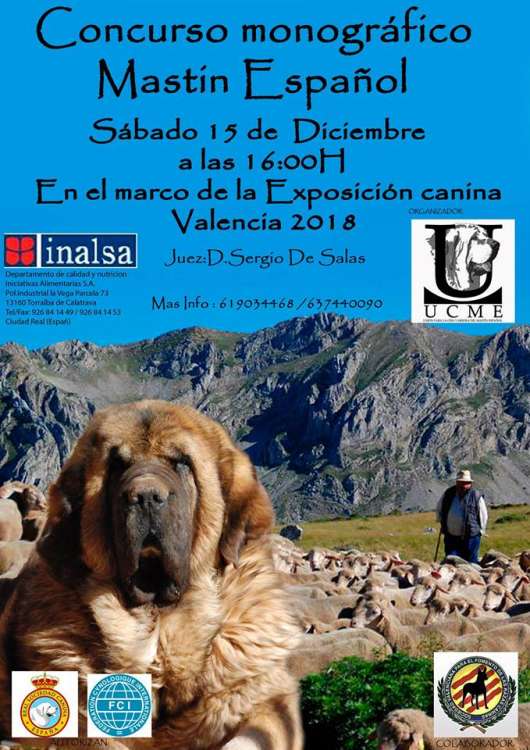 Belleza. CONCURSO MONOGRÁFICO DE MASTÍN ESPAÑOL (Valencia   España)