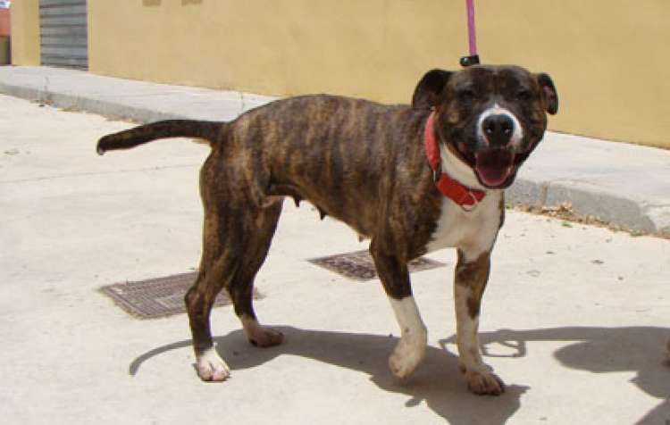 Perro mestizo. Mely. Perro en adopcion que busca casa.