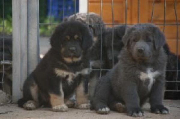 Dogo del Tibet. Camada Jampa 2009. Línea europea-taiwanesa