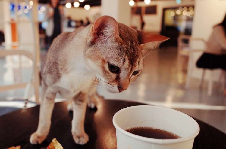 ¿Café y gatos? Descubre estos increíbles lugares Café de gatos