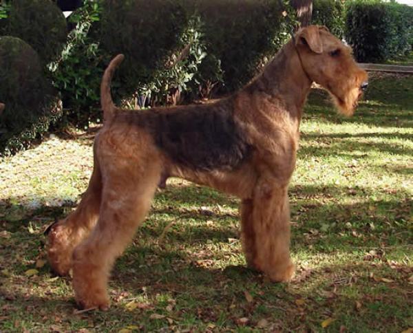 Airedale Terrier. Oak Grove S