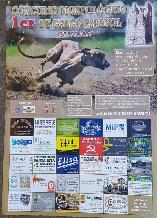 CLUB NACIONAL DEL GALGO ESPAÑOL - Belleza. 1er. CONCURSO MONOGRÁFICO DEL GALGO ESPAÑOL (Sevilla   España)